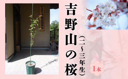 吉野山の桜の苗木　1本（2～3年生）移植に最適な11月～2月に発送《公益財団法人 吉野山保勝会》