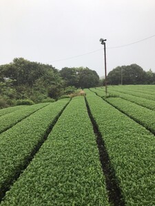 ＼ R8年産 ／【たねがしまる4000】希少品種「みねゆたか」　新茶 緑茶　NFN943【100pt】 // 日本茶 緑茶 希少品種 お茶 新茶 一番茶 煎茶