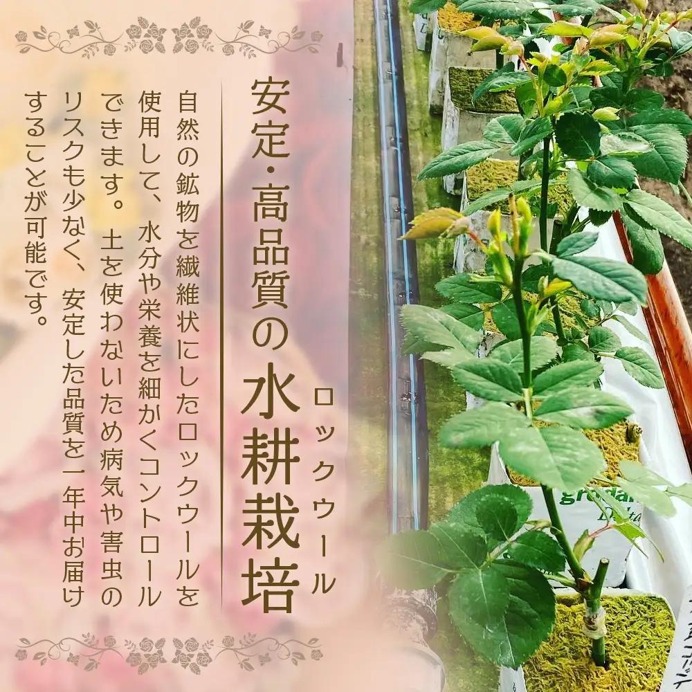 【日付指定必須・ギフト対応可】 夏季限定 ばら農家直送！バラ花束40本以上お届け(色はおまかせ) TB-8│ローズ 新鮮 花 フラワー 花束 ばら 薔薇 バラ 誕生日 記念日 結婚祝い ギフト プレゼ