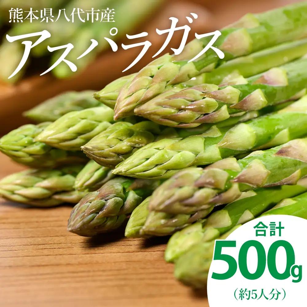 熊本県 八代市産 アスパラガス 500g 新鮮 アスパラ 野菜 やさい 旬