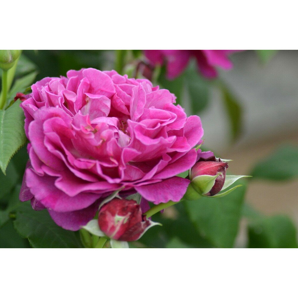 【ふるさと納税】【先行受付】バラ鉢苗　セント・オブ・ウーマン【2026年4月下旬より発送】河本バラ園