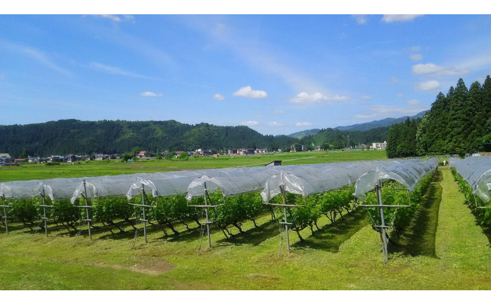 南魚沼産カベルネ2020 芳醇なえんじ色と紅茶の香り　750ml×１本