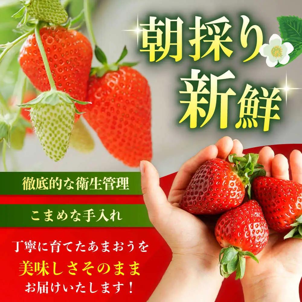 【先行予約】【全3回定期便】 農家直送 朝採り新鮮いちご 約270g×4パック  [ABDG006] いちご
