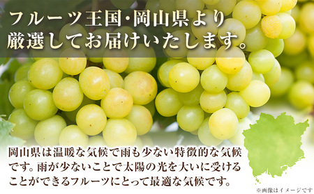 【先行予約】 シャインマスカット 岡山 約650g 1房 厳選 旬 ぶどう ブドウ 葡萄 マスカット 果物 フルーツ ギフト 岡山県 笠岡市 訳あり クール便 爽やか 贅沢《2024年9月中旬～11月