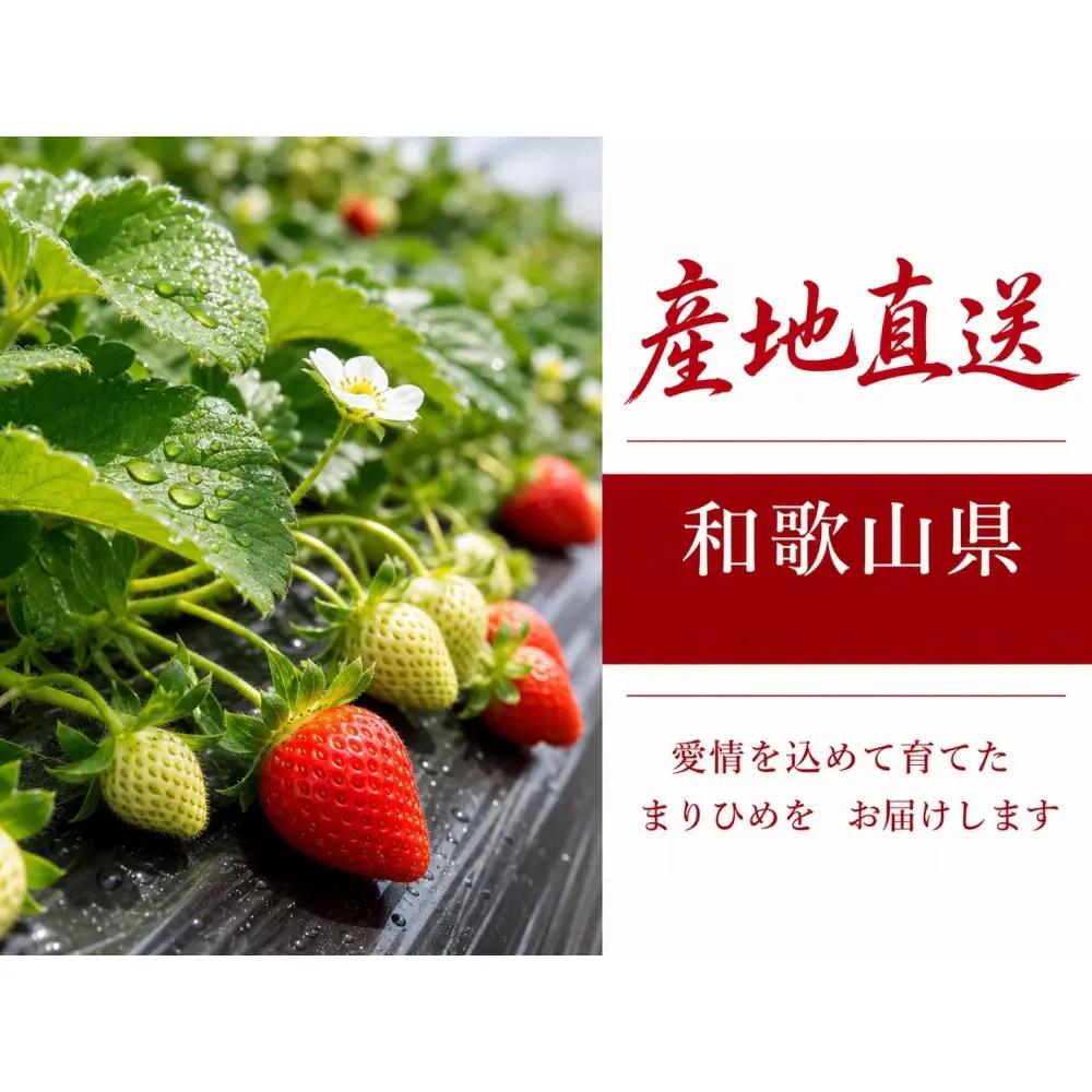 紀州和歌山ブランドいちご「まりひめ」約250g×4P 【UT39】