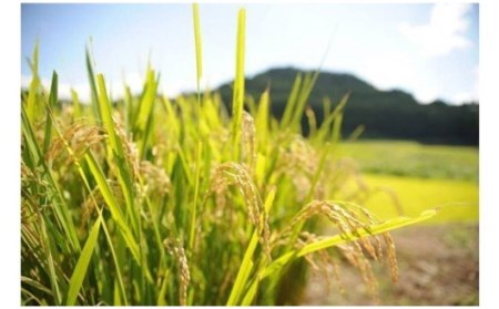 令和５年産・新米　のんびり米　６kg