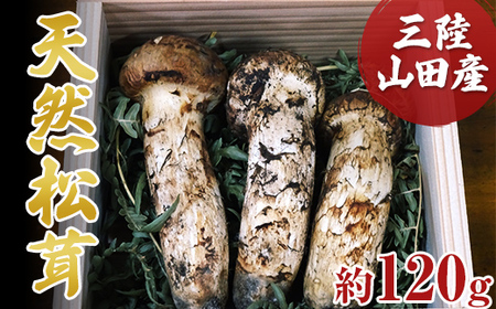 ≪2025年先行予約 9月中旬～10月下旬発送予定！≫秋の味覚 三陸山田産松茸 約120g  三陸山田 山田町 まつたけ マツタケ 野菜 山田産野菜 【ベルアクト】 YD-896