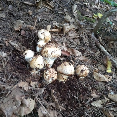 産地直送　岩手県岩泉町産まつたけ　ご家庭用不揃いセット1kg【配送不可地域：離島】