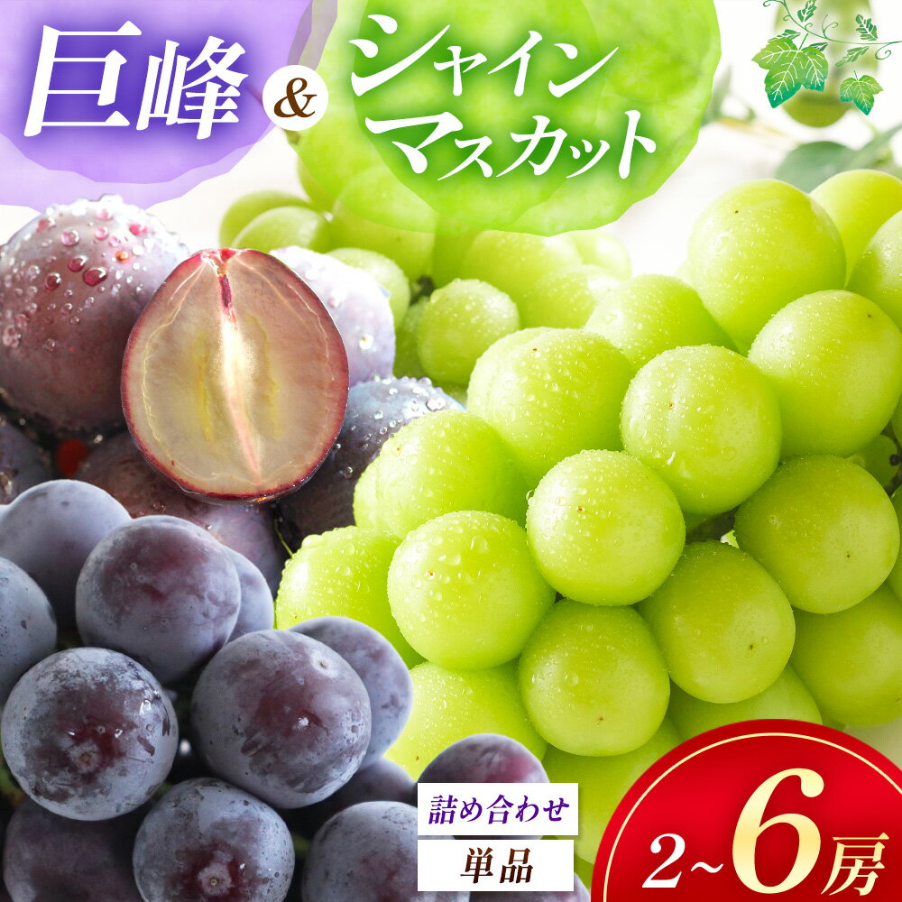 【ふるさと納税】【先行予約】選べる種類！シャインマスカット / 巨峰 / ブドウ詰め合わせ | 数量限定 新鮮 産地直送 ぶどう ブドウ 葡萄 シャインマスカット 果物 フルーツ 大分県産 九州産 国産 大分県 中津市【発送は2026年7月〜2026年9月末頃を予定】