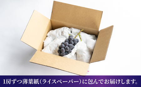 【先行受付2026年発送】東御市産種あり巨峰約2kg（4～6房）　※9月上旬～10月上旬頃お届け予定