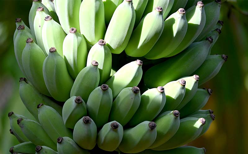 【2026年発送】本部町産アップルバナナ　1.5kg以上 南国 沖縄 おきなわ 果実 フルーツ 青果 期間限定 先行予約 数量限定 旬 人気 おすすめ 贈答 プレゼント ギフト 贈り物 カクテル デザ