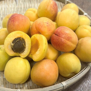 品種おまかせ加工向け杏　1ｋg