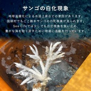 成長記録が贈られる!国頭村の「サンゴ株主」プログラム5株【1581395】