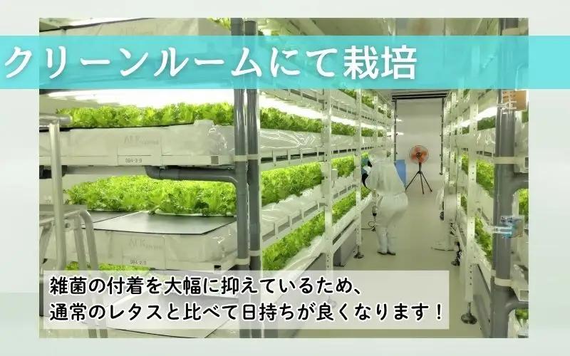 レタス アノレタス（リーフレタス）新鮮シャキシャキ 栽培期間中無農薬低カリウムレタス 12袋×3ヶ月連続お届けセット レタス 【kkry-tkb0001】