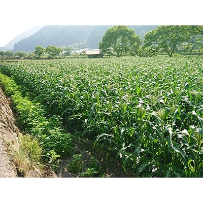 【季節限定】夏にぴったり!あま~いとうもろこし!わくわくコーン(10本)【配送不可地域:離島】