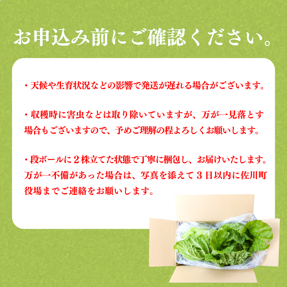 ＜2026年12月以降にお届け＞【佐川町産 白菜 2～3株（約5kg）】 高知 新鮮 野菜 お鍋 シチュー 事前予約受付中