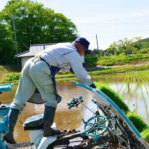 信州 長野県産 特A こしひかり 10kg 田端さくら米 コシヒカリ 新米 令和7年産
