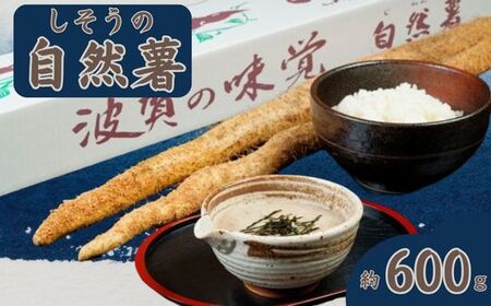 K7【令和8年産　先行受付】しそうの自然薯（ 期間限定 数量限定 自然薯 山芋 芋 野菜 滋養強壮 じねんじょ ）