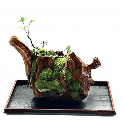 ふるさと納税 豊川市 苔盆景流木山水画は、自然の美しさを凝縮した、心が和むアイテムです。 |  | 02