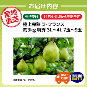 《先行受付》山形県大江町産「樹上完熟 ラ・フランス」約3kg 特秀 3L～4L 7玉～9玉 004-014