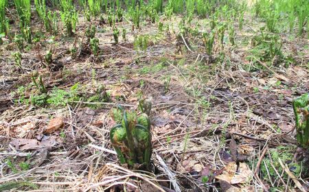 【期間限定】令和8年産 旬の山菜 こごみ 500g【新潟県 糸魚川市 山菜 コゴミ こごみ 野菜 能生谷 おおかやば山菜園】