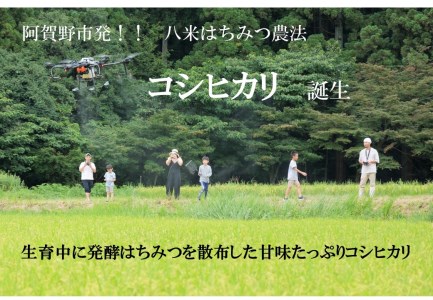 【令和6年産新米予約】【グッドライフアワード環境大臣賞受賞】 連続6ヶ月定期便 無洗米 コシヒカリ 10kg×6回 計60kg ほんのり甘い「はちみつ農法」 白米 精米  10月上旬より順次発送予定 