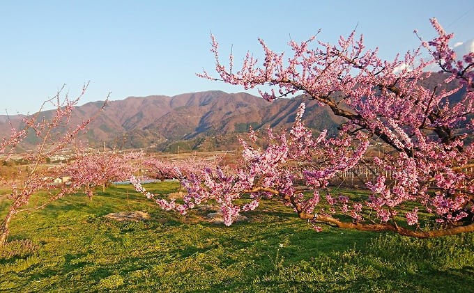 山梨県中央市産 桃 約1.8kg ( 5～8玉 )