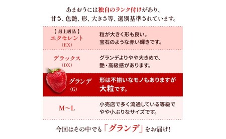 苺 福岡県産 あまおう 1000g（4パック） 先行予約 発送予定：2026年2月より順次発送 いちご イチゴ 果物 ※配送不可:離島