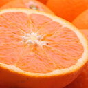 【ふるさと納税】＜2月より発送＞厳選 清見オレンジ2kg+60g（傷み補償分）【光センサー食頃出荷】【樹上完熟きよみオレンジ】 | オレンジ 清美 みかん 柑橘 果物 フルーツ お取り寄せ 和歌山 かつらぎ町