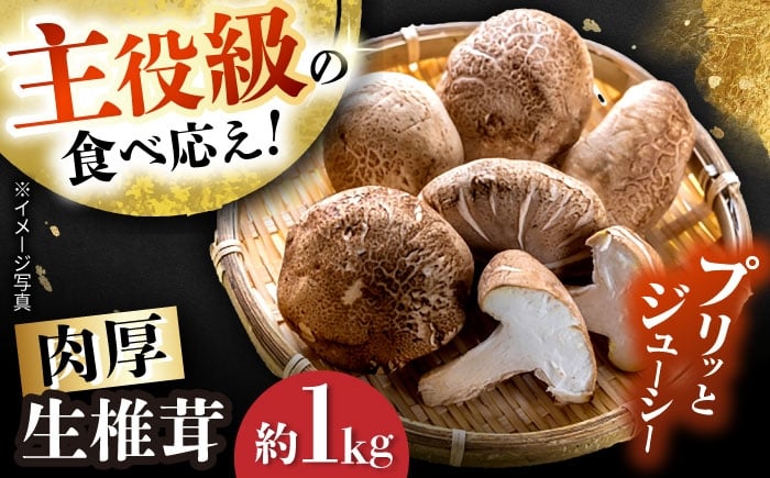 
                  【10月から順次発送】肉厚生椎茸（菌床）約1kg / しいたけ シイタケ きのこ キノコ 椎茸 / 瀬戸市 / フラットフィールド [BBEE003]
                