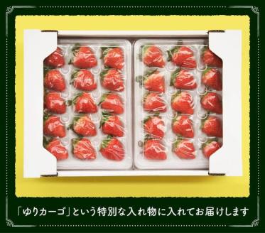 【令和8年発送】宮崎県産いちご　さがほのかL～2L（15～18粒入）×2パック 【 国産 イチゴ 苺 果物 くだもの 期間限定 数量限定 】[C04602]