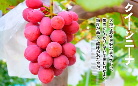 【先行予約】ぶどう詰め合わせ 2房【8月中旬以降順次発送】ぶどう ぶどう ぶどう ぶどう ぶどう 葡萄 シャインマスカット ブラックビード 藤稔 クインニーナ オリエンタルスター 果物 フルーツ 新鮮