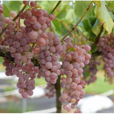 ふるさと納税 中央市 ワインのみらい　豊富の丘　甲州　太陽の畑育ち |  | 01