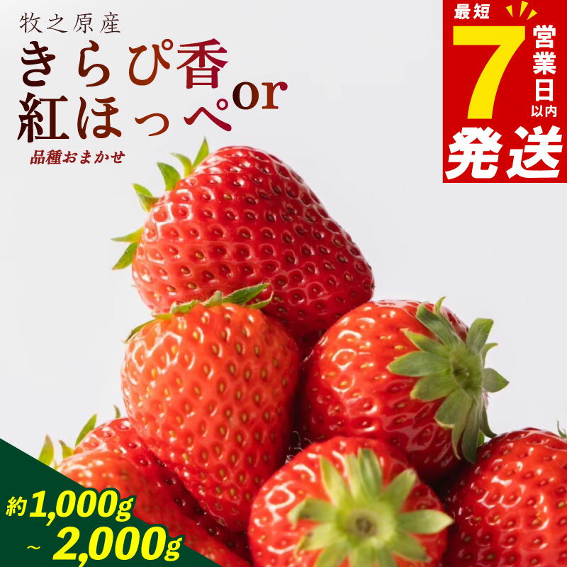 【ふるさと納税】 【7日以内配送】 いちご 紅ほっぺ もしくは きらぴ香 1kg ~ 2kg 品種 おまかせ 苺 国産 果物 スイーツ ご褒美 果実 おすすめ 人気 数量限定 デザート ストロベリー 完熟 直送 ギフト 贈り物 フルーツ 農家直送 朝どれ 朝採れ 森木農園 静岡県 牧之原市