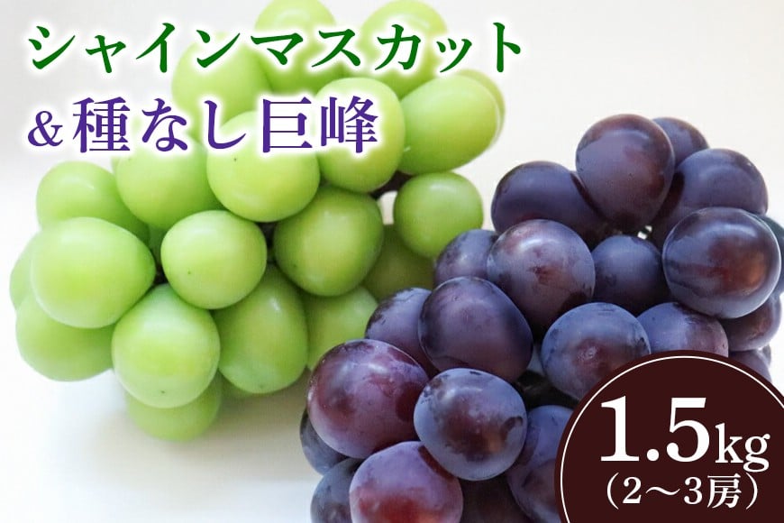 
            【2026年先行予約】シャインマスカットと巨峰（種なし）1.5kg（2～3房） 葡萄 ブドウ フルーツ 果物 くだもの 産地直送 茨城県 石岡市 A02-024
          