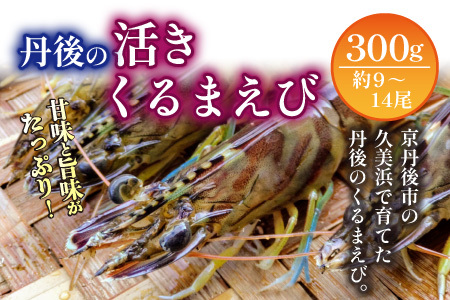エビ 車エビ／丹後の活きくるまえび 300g（9～14尾） 車海老 車エビ くるまえび 活き 活 海老 エビ 刺身 活き造り 天ぷら 塩焼き 