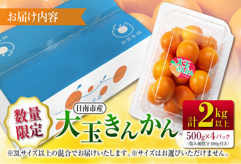 食べ応え抜群 大玉 きんかん 計2kg以上 傷み補償分付き 数量限定 期間限定 フルーツ 果物 くだもの 柑橘 金柑 先行予約 国産 希少 人気 おすすめ ジャム おやつ デザート 小分け おすそ分け