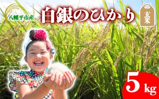 【令和7年産】 新米 10月中旬発送開始予定 白銀のひかり  （岩手141号）   玄米 5kg ／ かきのうえ こめ 米 コメ お米 おこめ げんまい ごはん おにぎり お弁当 仕送り お取り寄せ 産地直送 農家直送 単一原料米 国産 国産米 東北 岩手県産 八幡平市産 おすすめ