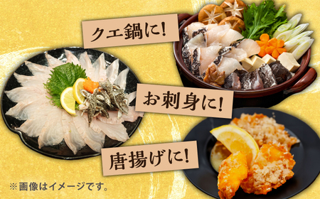 対馬産クエ 丸ごと1匹！《対馬市》【エムズスタイル】直送 新鮮 マルモン 刺身 しゃぶしゃぶ 鍋 くえ アラ 高級魚 お祝い プレゼント 還暦[WCN001] コダワリクエ こだわりクエ おすすめクエ