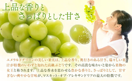 【2026年先行予約】マスカット オブ アレキサンドリア 1房(1房600g以上) 秀品以上 化粧箱入 株式会社山博(中本青果)《2026年7月中旬-8月中旬頃出荷》岡山県 笠岡市 ぶどう マスカット
