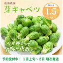 【ふるさと納税】新鮮 野菜 ★予約受付中 『 掛川産 芽キャベツ (袋入り) 500g × 3袋 (1.5kg) 』1月上旬～2月末頃にかけて順次発送 〔 健康 人気 野菜 栄養 ビタミン 健康 甘い キャベツ ポトフ シチュー つけあわせ 料理 掛川市 静岡 〕