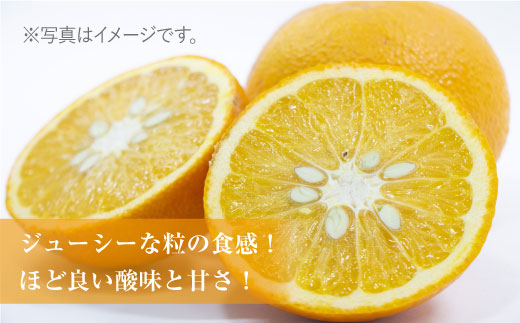 【4月下旬〜5月上旬発送】佐賀県産 みかん 甘味とほどよい酸味の「甘熟甘夏」約10kg 吉野ヶ里町/リエンサーク  [FCC012]