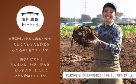 里芋 堀兼の里芋 自宅用  2.5㎏ | 里芋 里芋 里芋 市川農園 狭山市 埼玉県