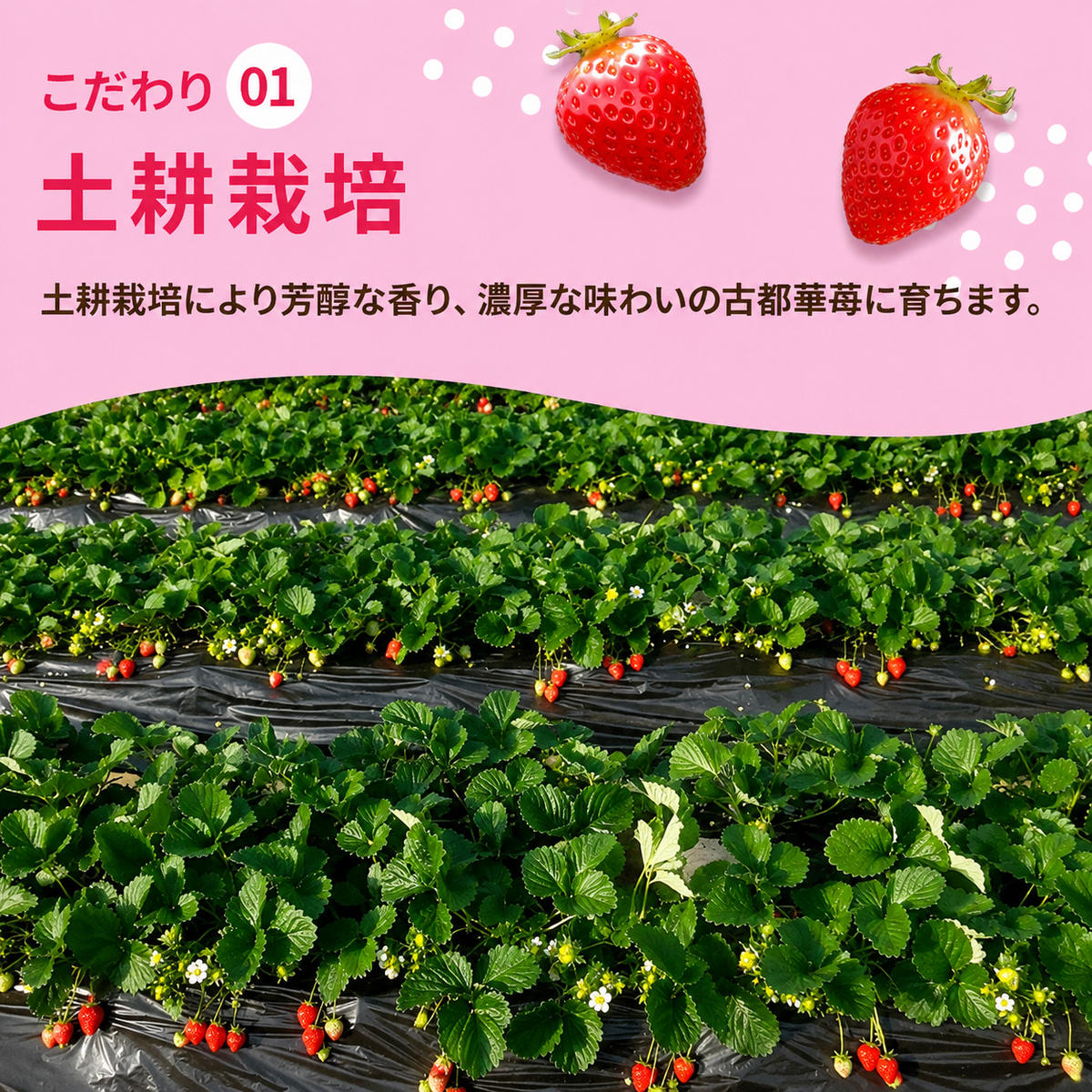 いちご 古都華 約500g 250g×2パック 先行予約 高評価 冷蔵配送