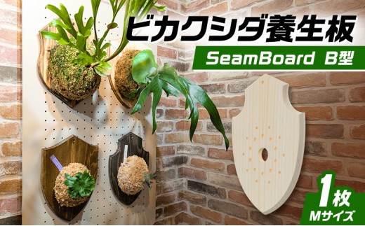 ビカクシダ板 SeamBoard B型 Mサイズ ビカクシダ コウモリラン 板付け 壁掛け 観葉植物 植物 おしゃれ インテリア 室内 無塗装 ギフト プレゼント 育てやすい 株式会社アサヒ 送料無料 愛知県 あま市