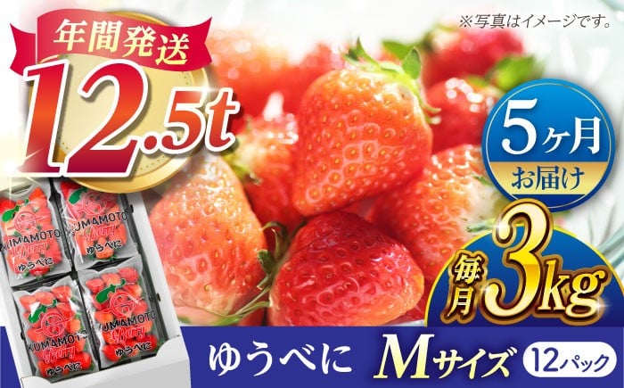 
            【先行予約】【5回定期便】いちご Mサイズ ゆうべに 3kg（12pc）【熊本ベリー】 [ZER021]
          
