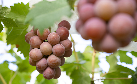 ぶどう 2024年 先行予約 クイーンニーナ 1kg箱（2房） 葡萄 ブドウ 岡山県産 フルーツ 果物