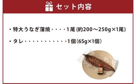 ＜ R8年熊本地震復興支援 ＞熊本産 特大うなぎ蒲焼「阿蘇夢鰻（アソロマン）」1尾 鰻 蒲焼