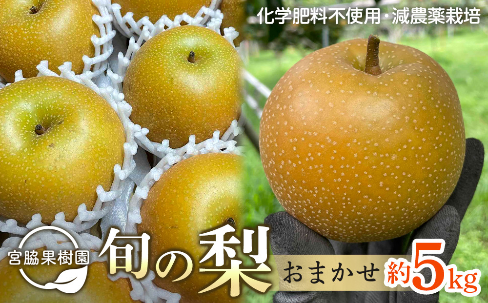 【2024年8月下旬以降より発送】旬の梨おまかせ5kg・6-14玉（自家製有機肥料・減農薬・化学肥料無使用）