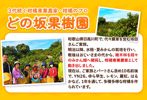 はるか秀品はるか約5kgサイズ混合どの坂果樹園《3月上旬-5月下旬頃出荷》はるか秀品旬柑橘フルーツ果物---wshg_dsk13_ab35_23_11000_5kg---